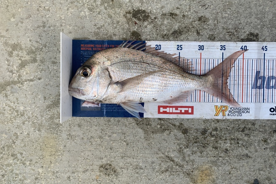Mark Piskulic caught this 36.0cm Snapper at Northland during The Export NZ Fishing Competition